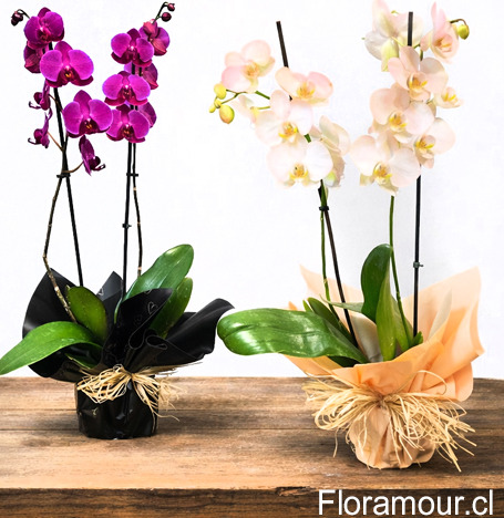 Planta de Orquidea individual de cultivo, importada. Presentaci&oacute;n simple en maceta envuelta en papel decorativo. Producto comprende una planta doble vara. Color variable dependiendo de disponibilidad en la importaci&oacute;n. Planta elegante y decorativa f&aacute;cil mantenci&oacute;n y floraci&oacute;n anual.